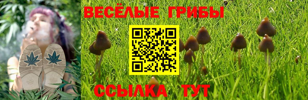 Псилоцибиновые грибы GOLDEN TEACHER Новороссийск
